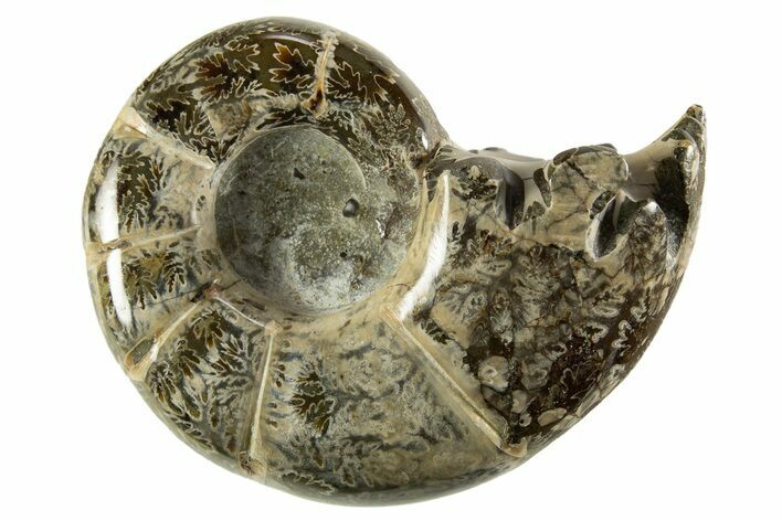 Polished, Chambered Ammonite (Argonauticeras) Fossil - Madagascar #327355